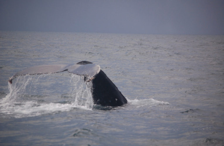 Grapevine: A glimpse of hope? CBD and PTSD.