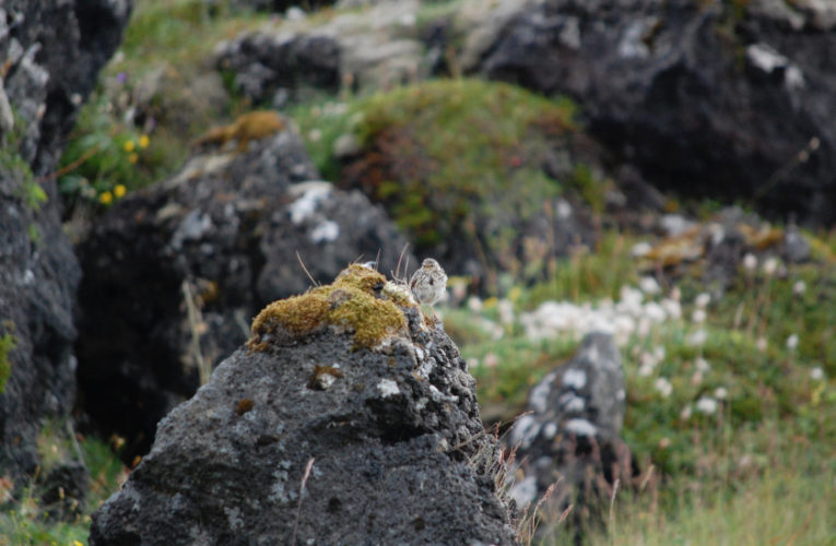 Grapevine: Post-school holidays re-set. PTSD self-scan.