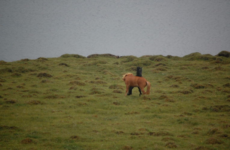 Grapevine: The Battle for Harmony When Living With PTSD